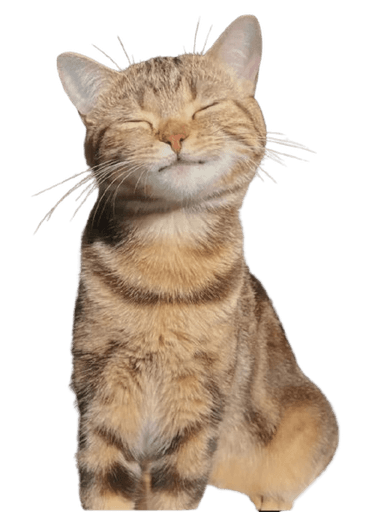kisi